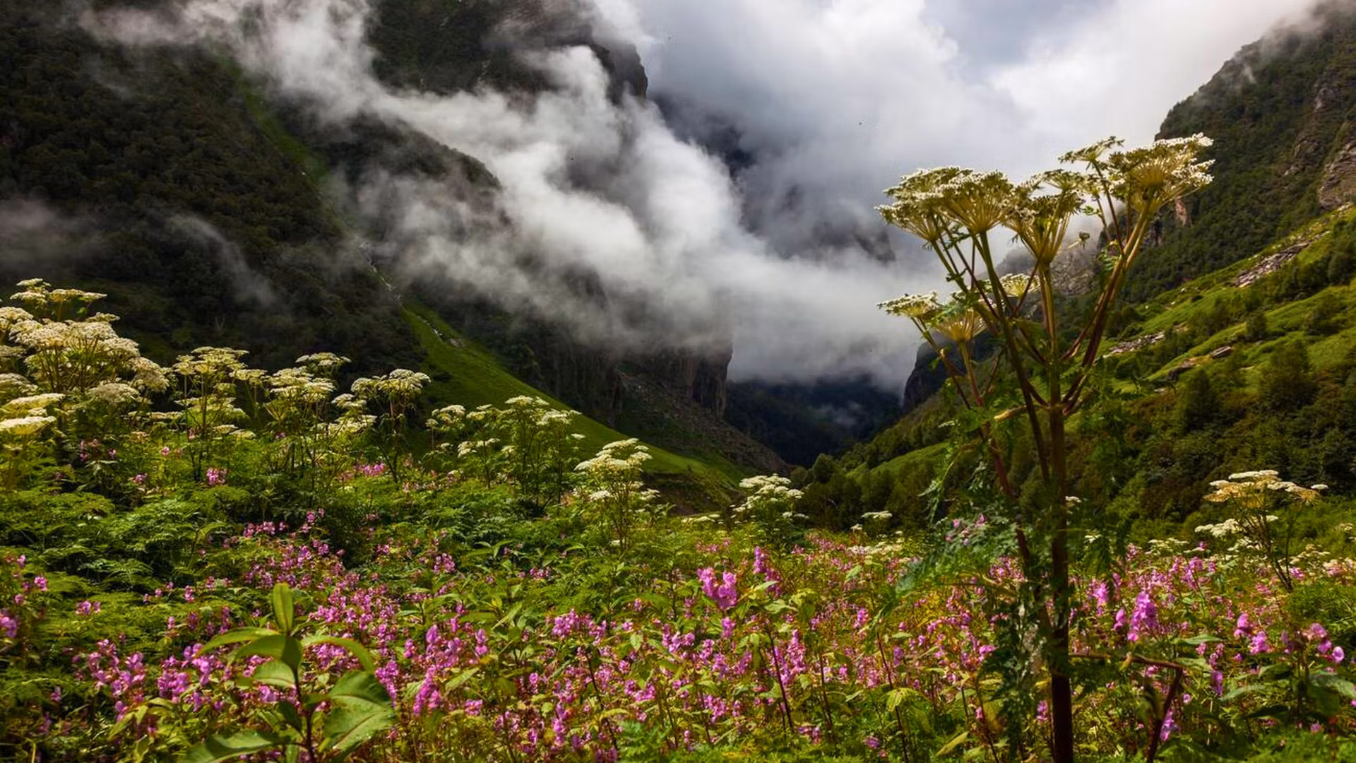 Valley of Flowers