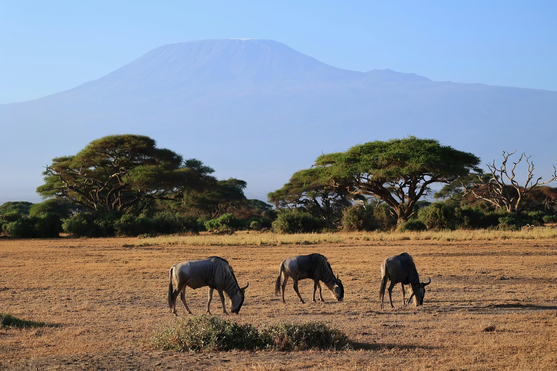 Nairobi to Masai Mara | Into the Wild