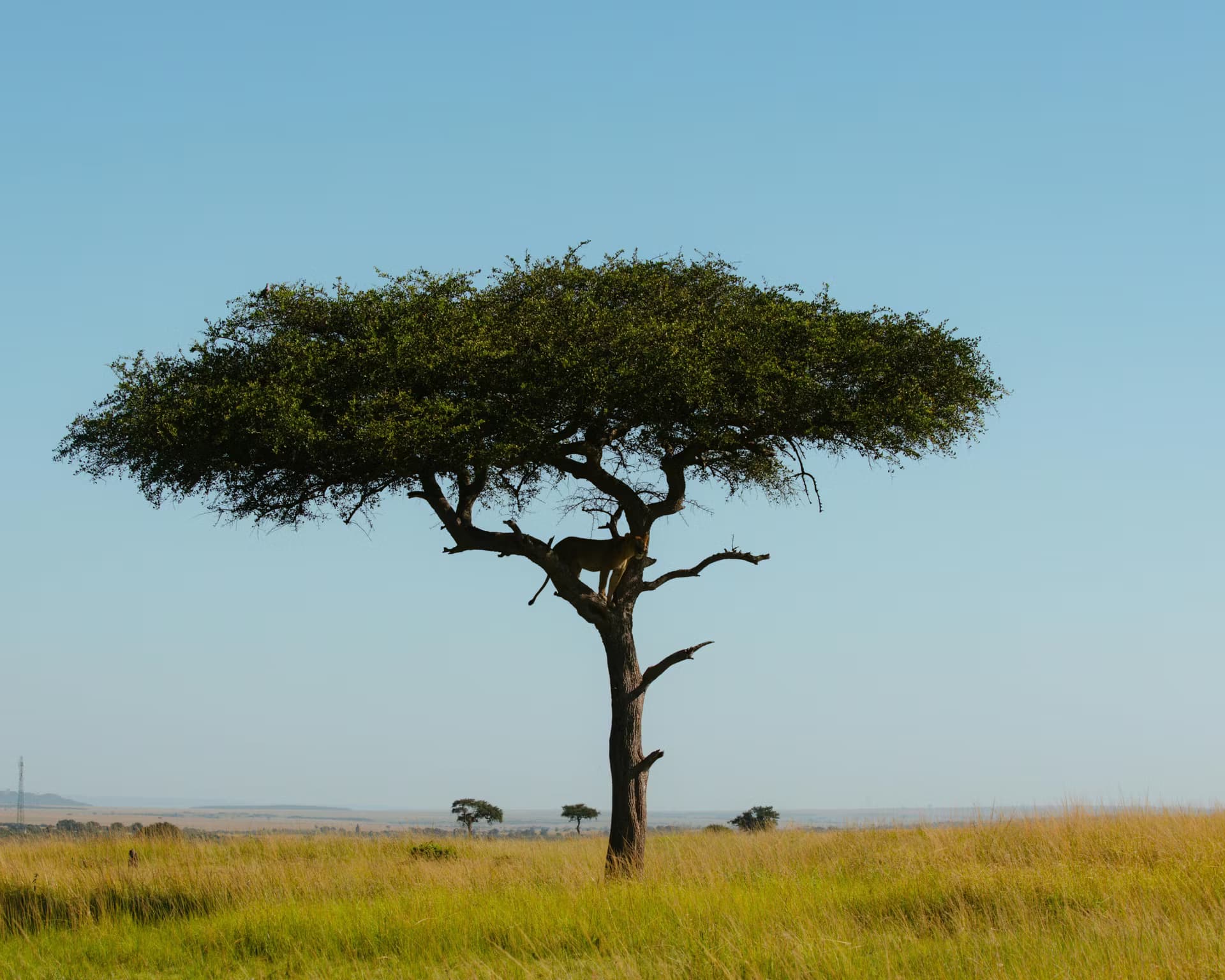 Kenya Safari (Masai Mara)