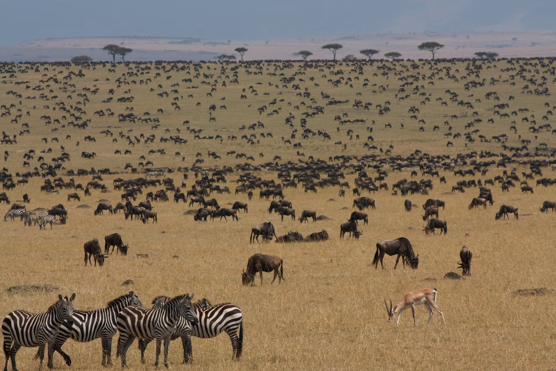 Kenya Safari (Masai Mara) — photo 4