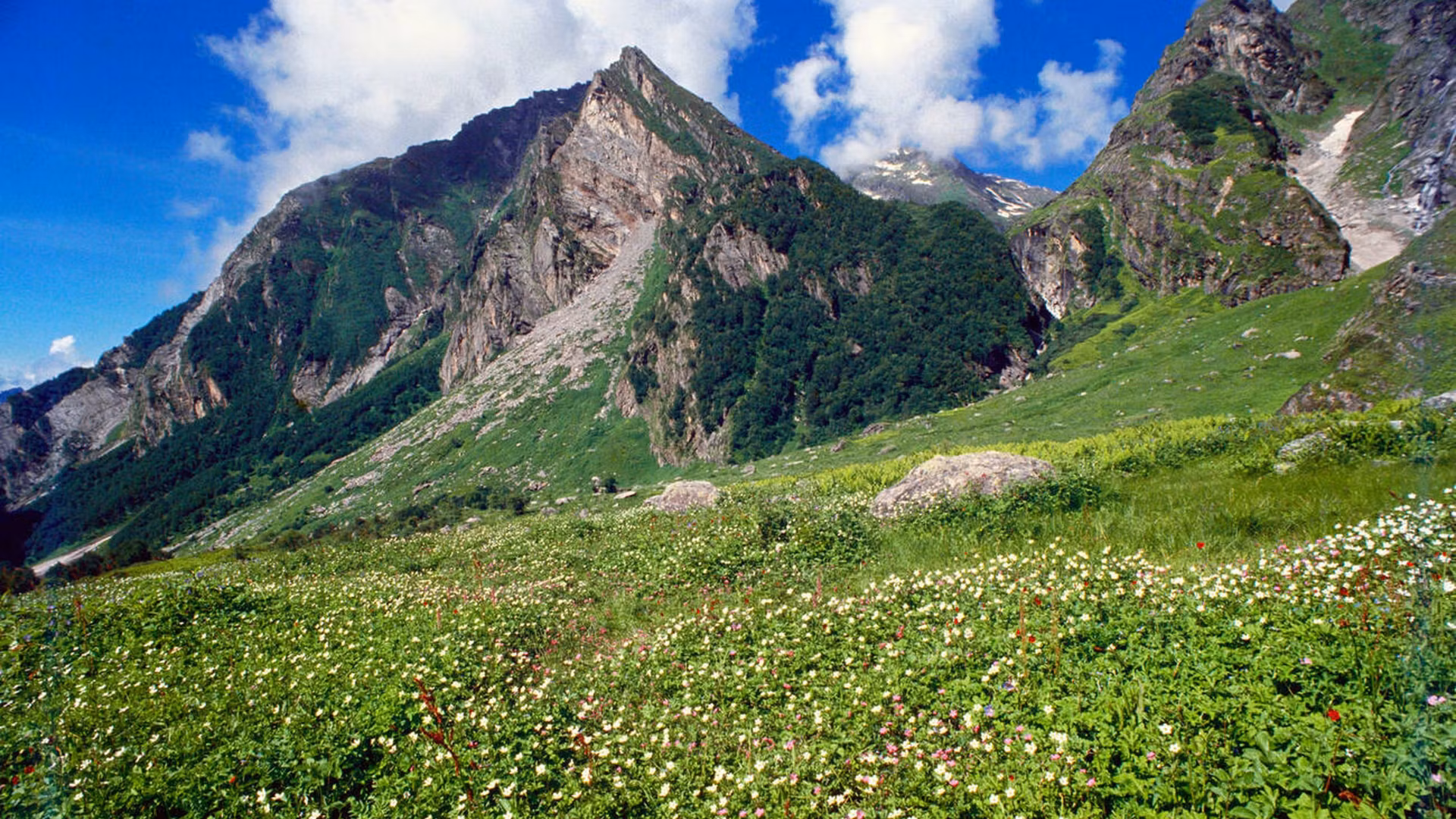 Valley of Flowers — photo 2