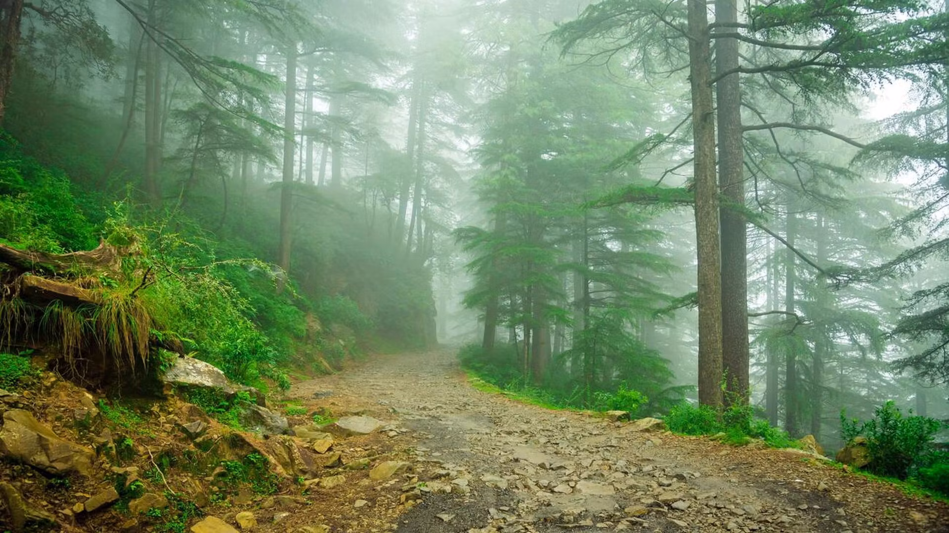 Mcleodganj Triund — photo 5